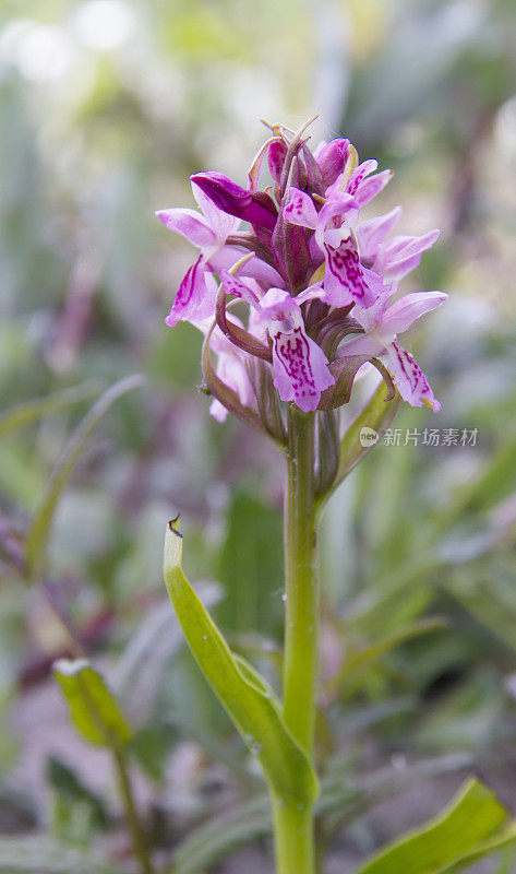 早期沼泽兰(Dactylorhiza incarnata)